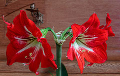 photo "***"