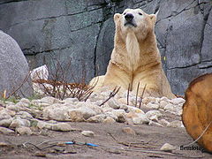 фото "Polar bear"