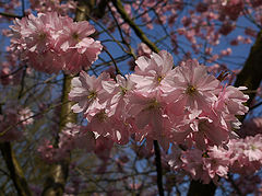 фото "Blossom"