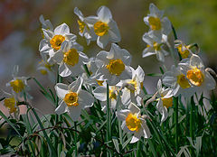 photo "Spring"