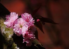 photo "Pink Blossom"