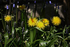 фото "Dandelions"