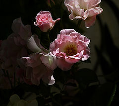 photo "***"