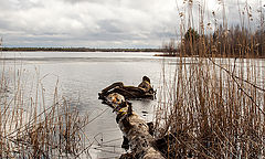photo "***"