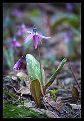 photo "First flowers"