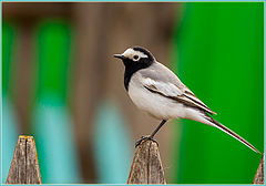фото "Motacilla alba"