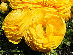 фото "Summer flower"