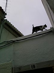 фото "The cat: Torres Vedras roof  (hihihi)"
