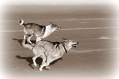 photo "Competing!"