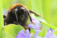 photo "Bombus"