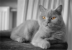 фото "May Cat Chik"