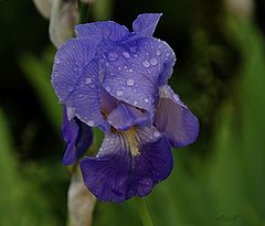 photo "blue flowers"