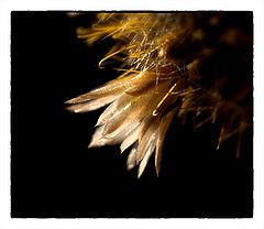 фото "***"