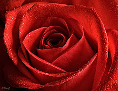 photo "A Rose"