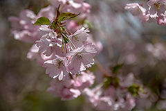 photo "***"