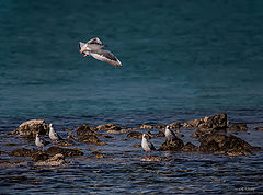 фото "Landing 2"