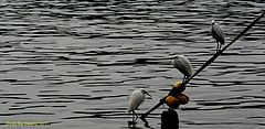 photo "the harbour's citizens"