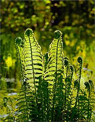 photo "Fern"