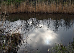 photo "mirror spring"