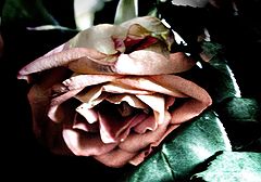 photo "***"