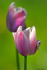 photo "Tulips"