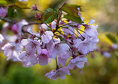 photo "***"