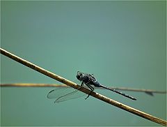 photo "Exercises on a log."