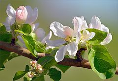 photo "Apple"