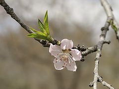 фото "Blooming cherry tree"