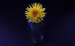 photo "***"