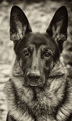 photo "***"