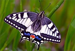 photo "Papilio machaon"