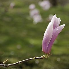 photo "Blooming magnolia"