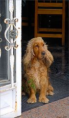 photo "En espera..."