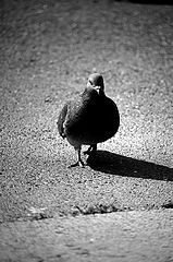 photo "***"