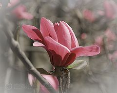 photo "Blooming magnolia (Magnolia X "Vulcan")"