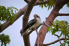 photo "Kookaburra"
