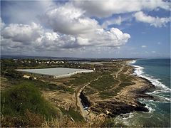 photo "Seaside landscape with bananas."