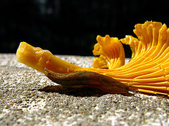 photo "***"
