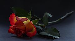 photo "***"