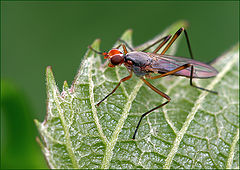 photo "Glass Midge"