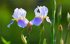 photo "Dance irises"