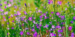 photo "Wildflowers"