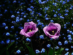 фото "Tulips"