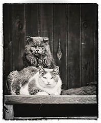 photo "***"