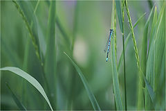 photo "***"