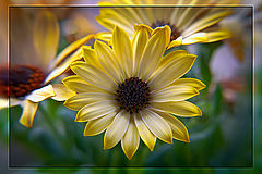 photo "***"