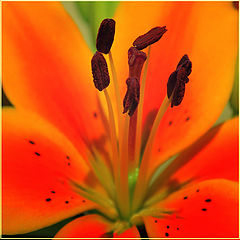 photo "***"
