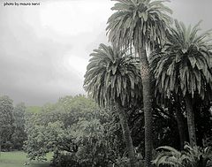 photo "a corner of Arenzano's park, Genoa"