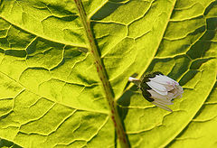 photo "***"